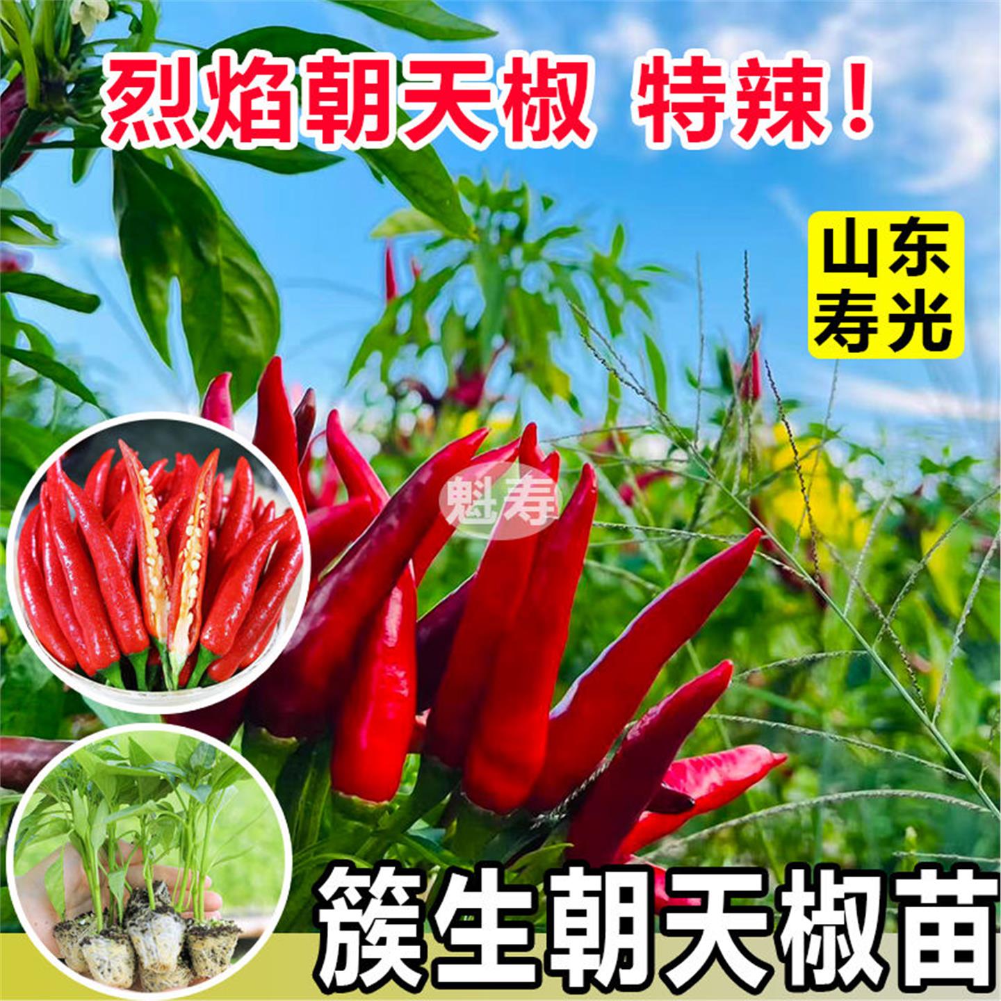 朝天椒秧苗大指辣带土四季