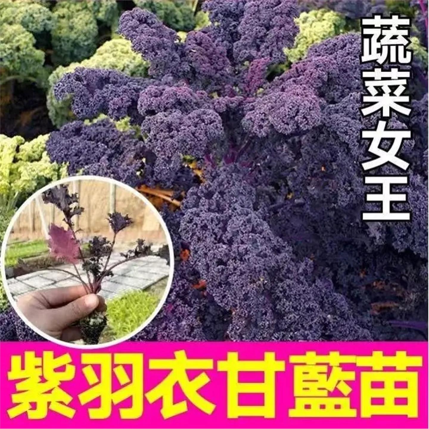 紫绿粉羽叶衣甘蓝苗秧四季