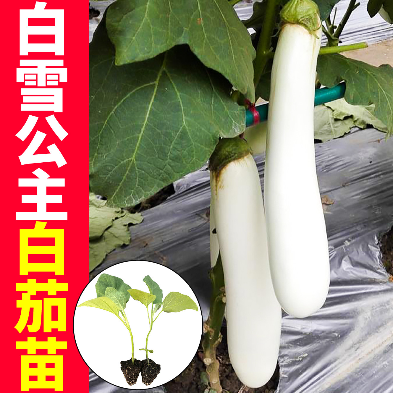 高产白雪公主茄苗秧种子鸡
