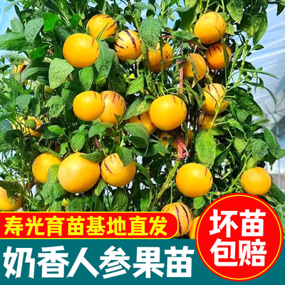 人参果苗盆栽带室内阳台庭