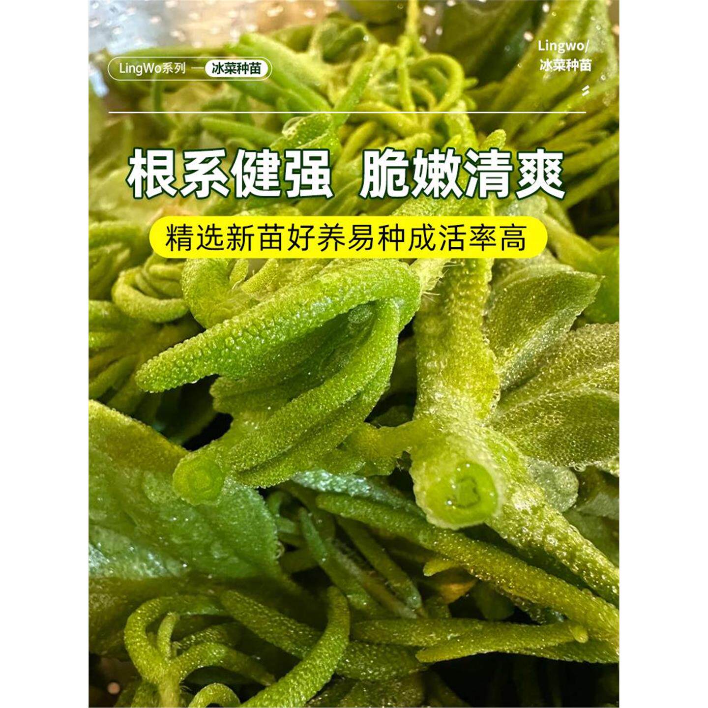 冰菜苗水晶冰草秧苗四季种植盆栽大叶带土发货速生高产即食种苗