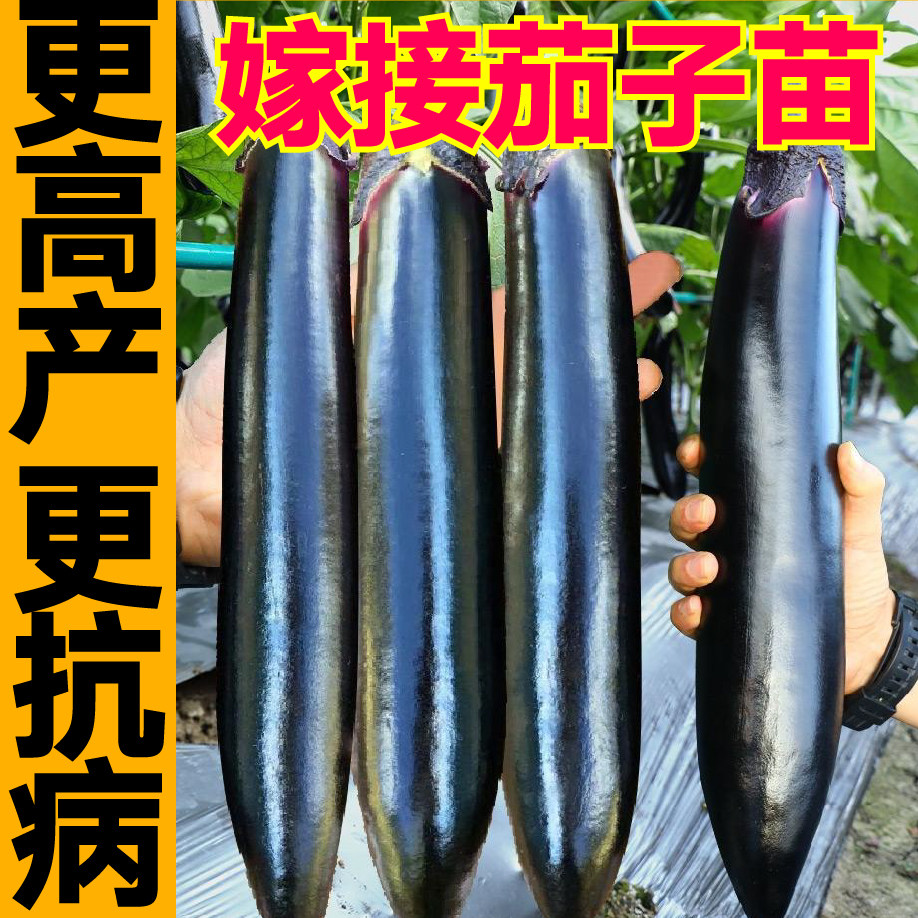 抗病高产嫁接茄子苗秧大龙