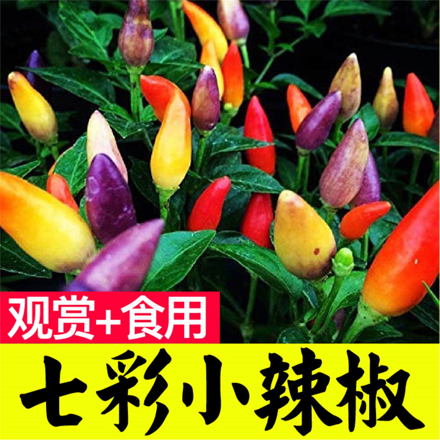 七彩多五六小尖椒辣苗秧种