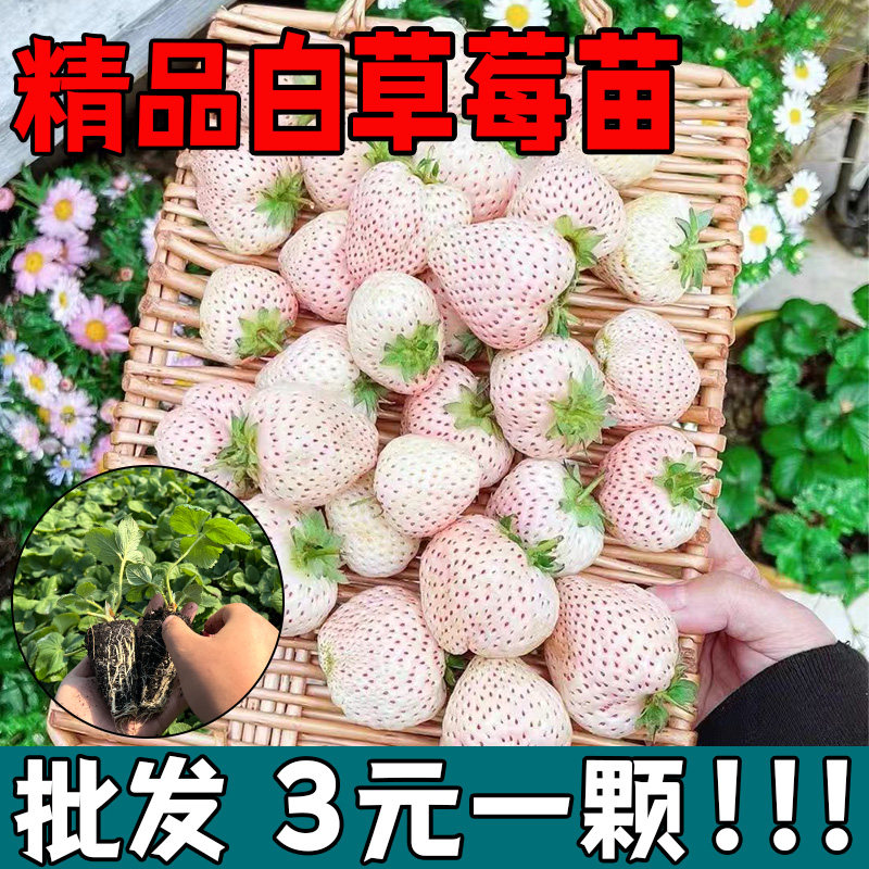 白草莓苗秧室内盆栽四季结
