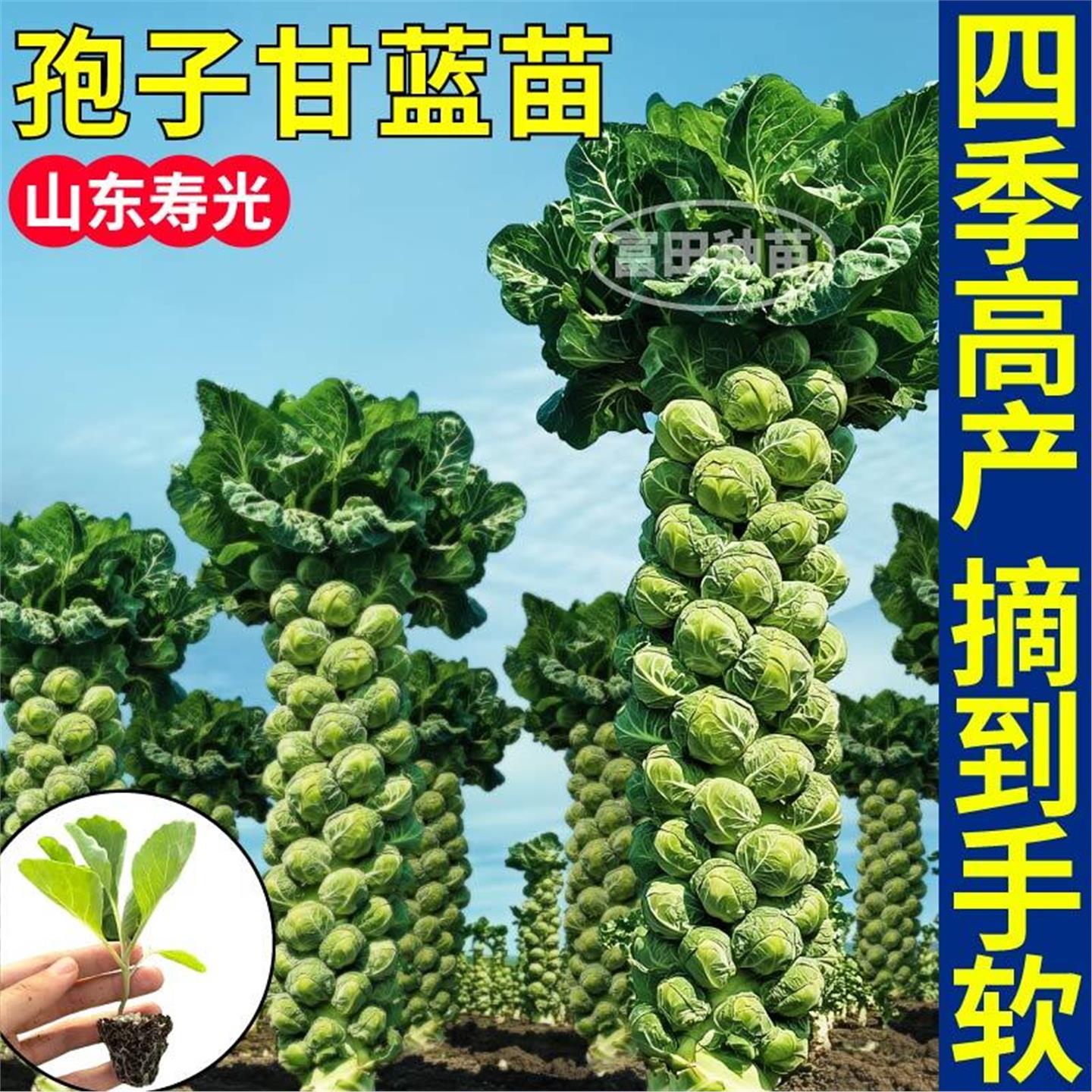 寿光高产孢子甘蓝苗秧包种