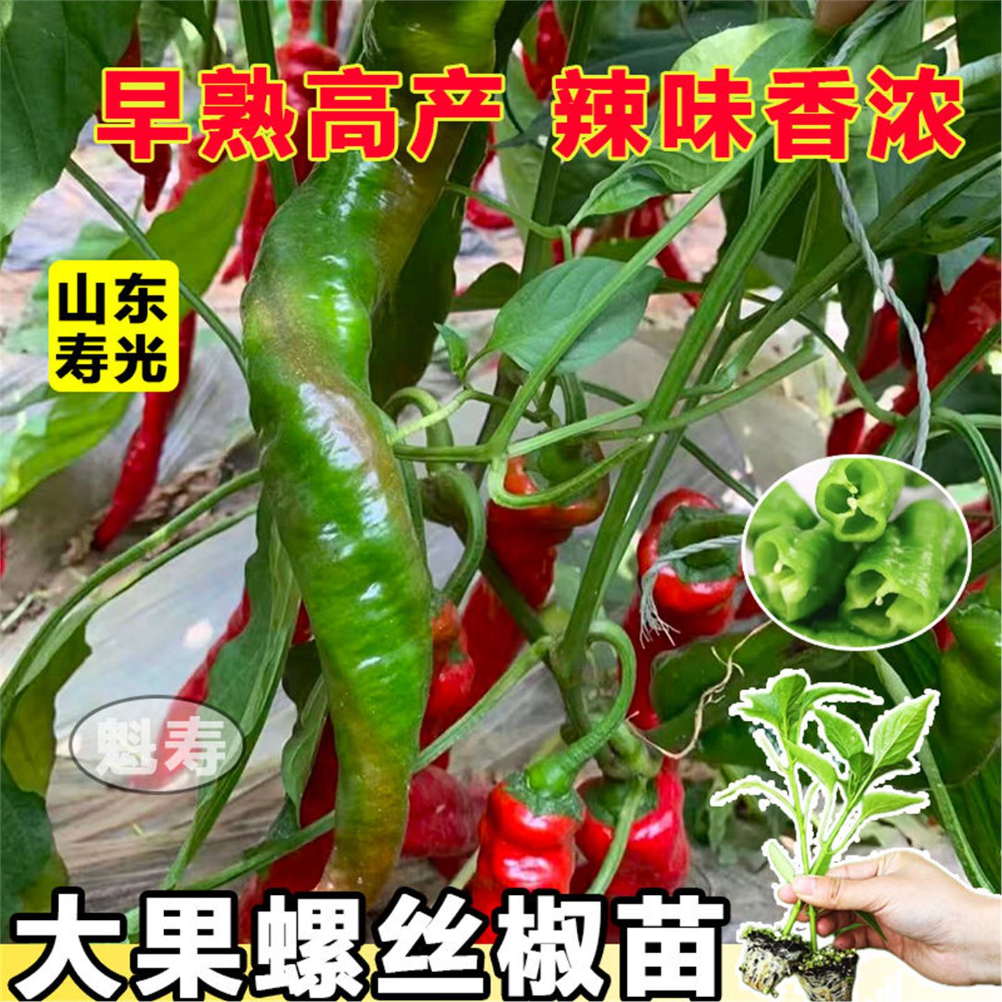 寿光大果压趴架螺丝椒苗秧