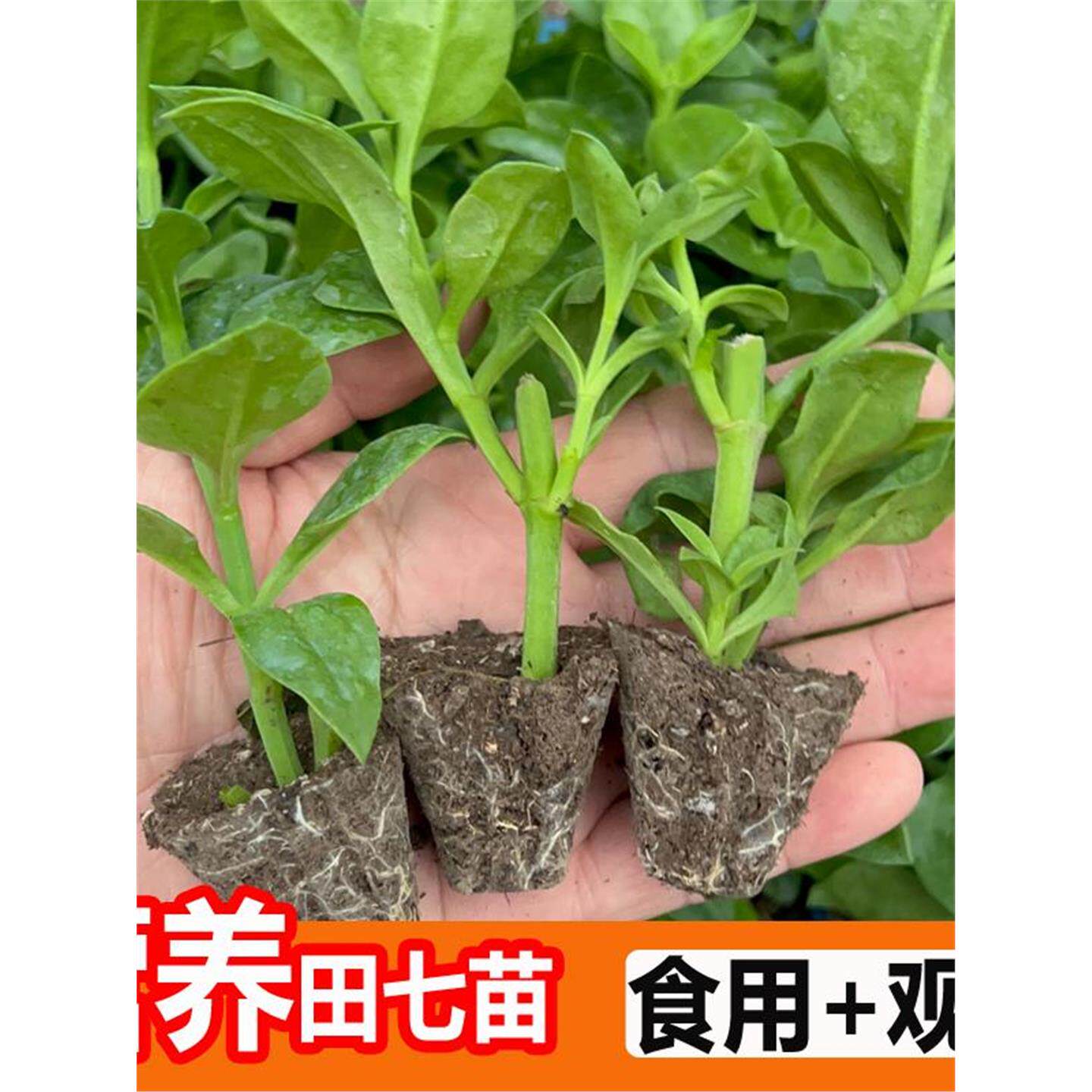 食用田七苗秧苗种植苗阳台盆栽秋冬蔬菜苗养生保健菜穿心莲大苗