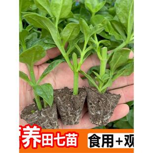 食用田七苗秧苗种植苗阳台盆栽秋冬蔬菜苗养生保健菜穿心莲大苗