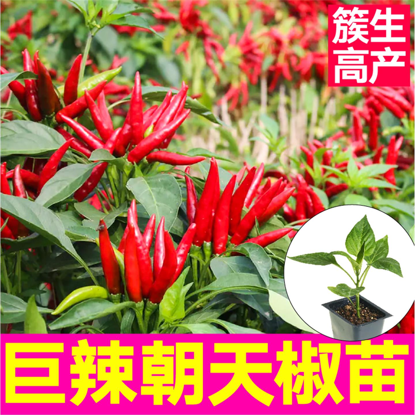 簇生高产巨辣烈焰朝天椒苗