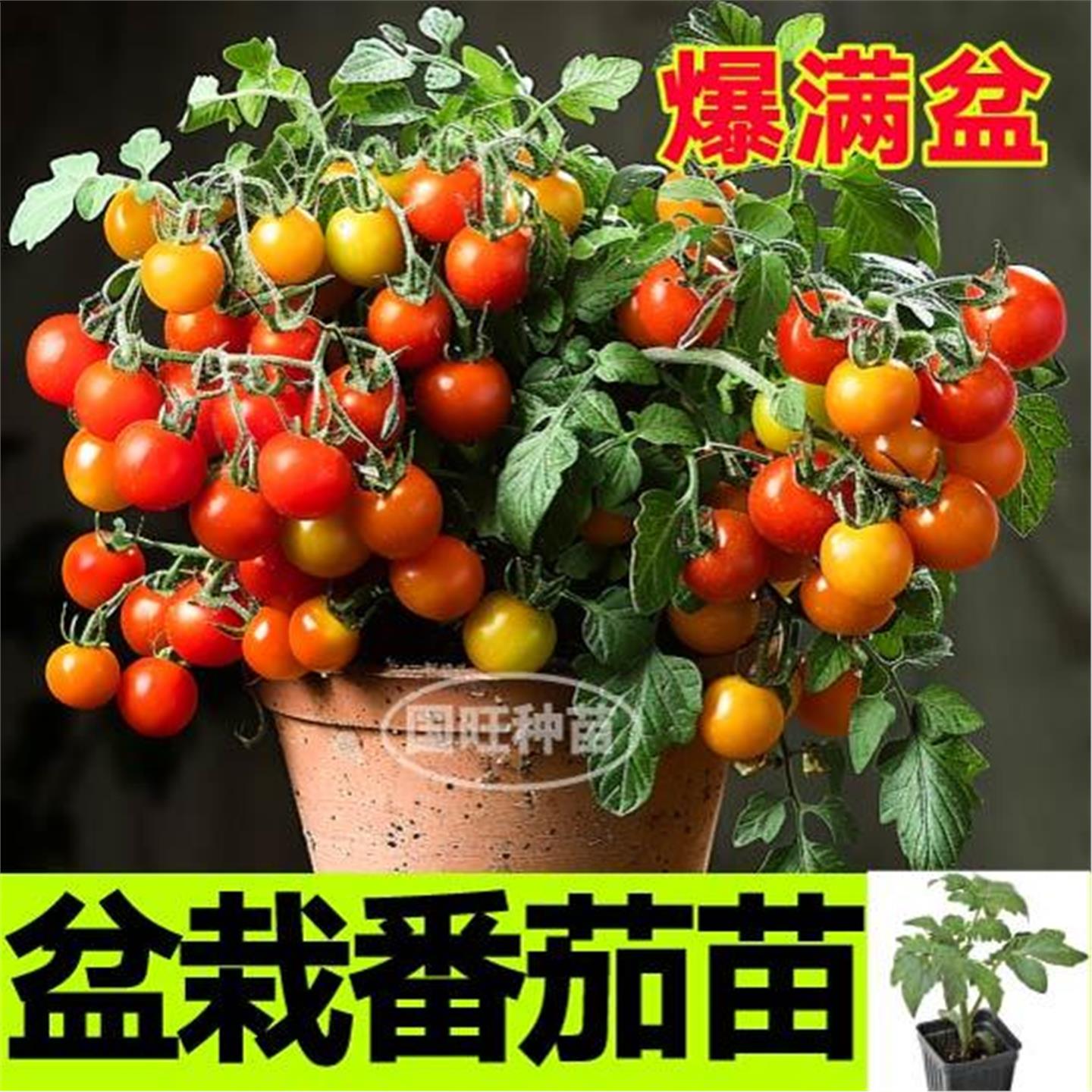 爆满盆矮生栽番茄秧苗带土