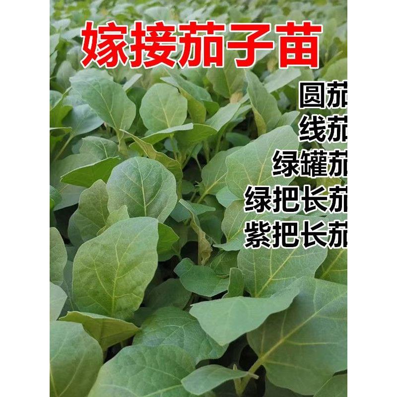 嫁接茄子苗绿把长紫圆罐