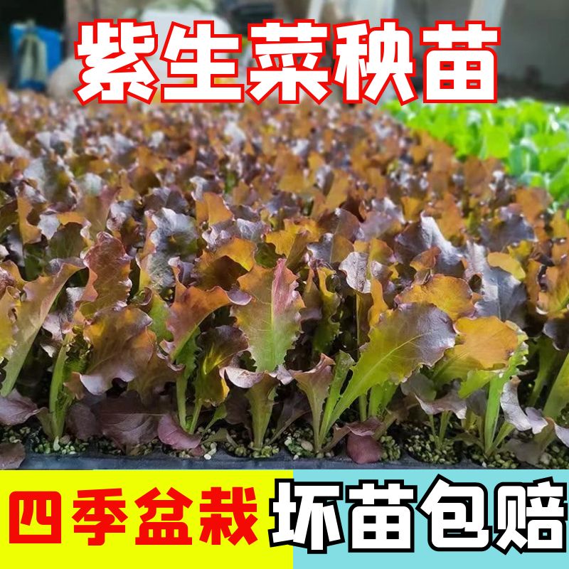 四季高产正宗苗阳台盆栽