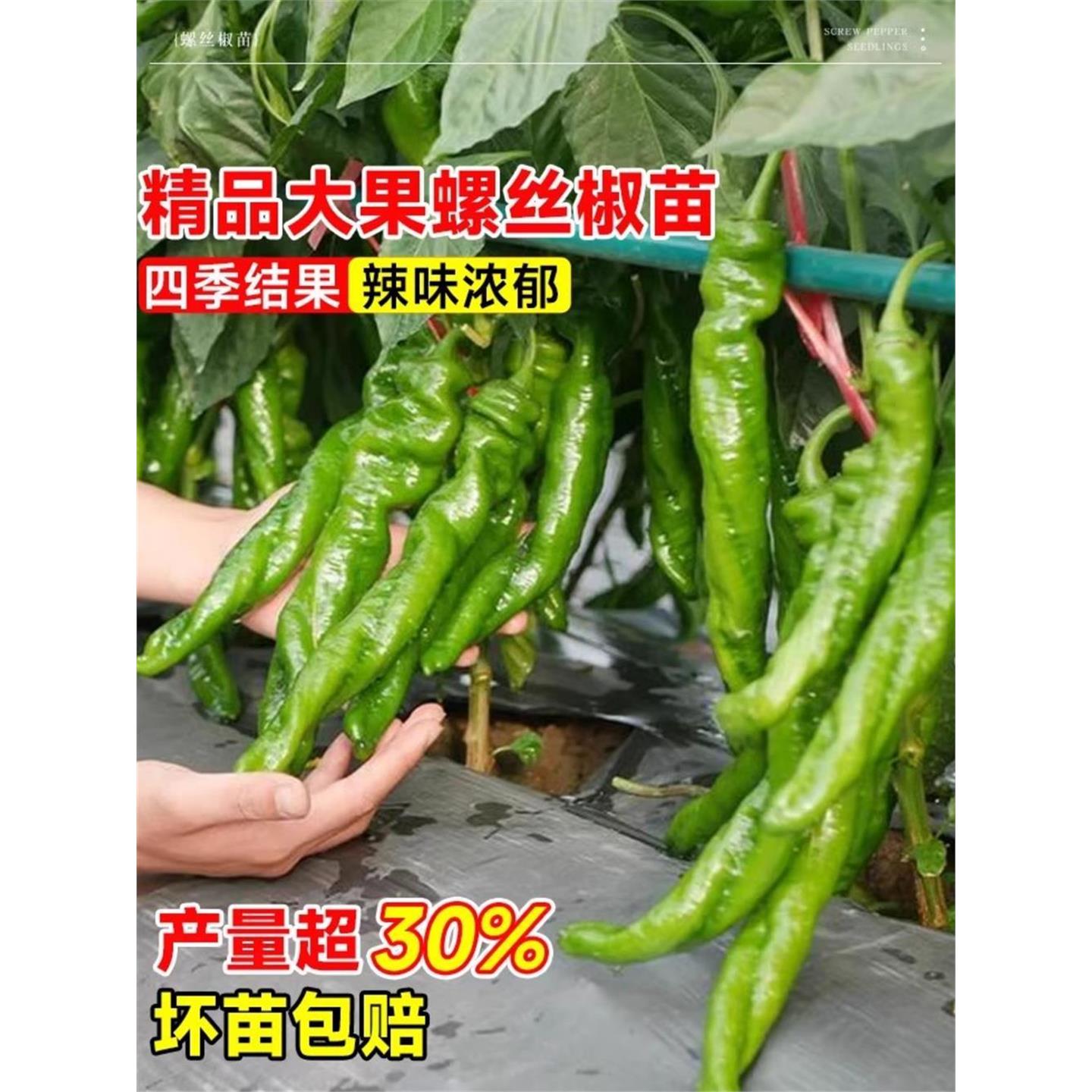 螺丝椒苗辣秧薄皮线种籽杭图片