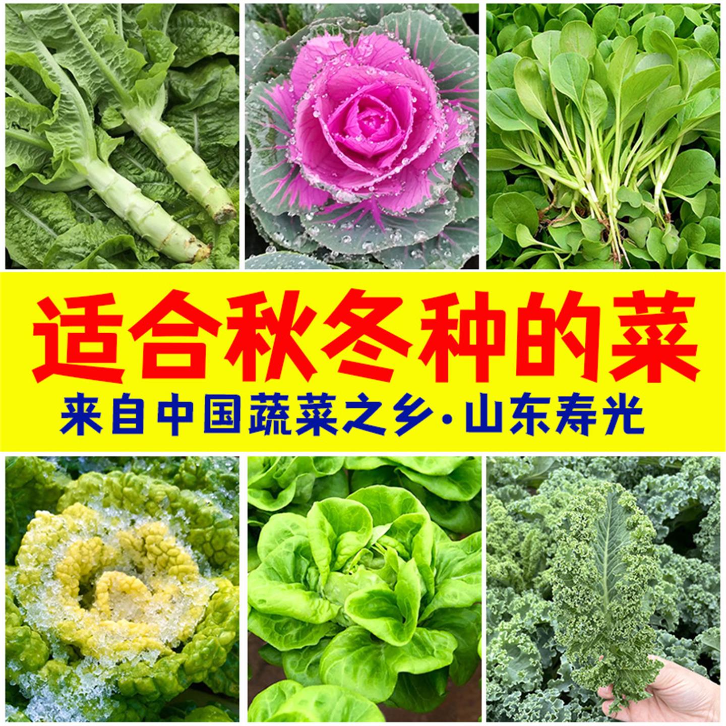秋冬季节适合种植的蔬菜子