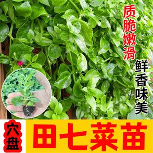 养生田七苗子特色野菜保健菜三七菜食用种子抗病耐寒强四季蔬菜