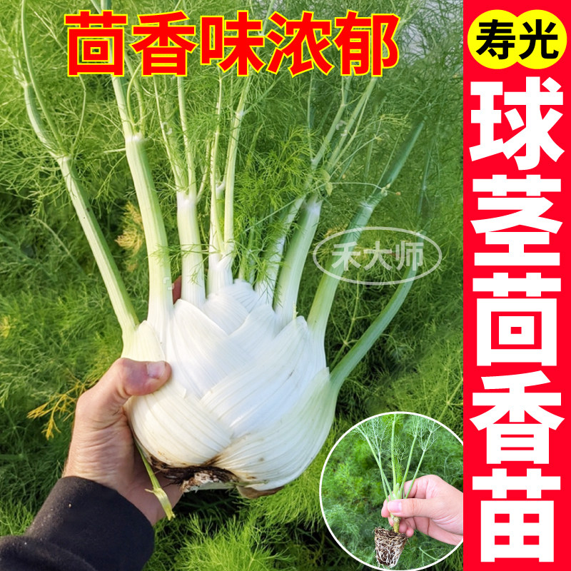 高产速生球茎茴香苗秧带土
