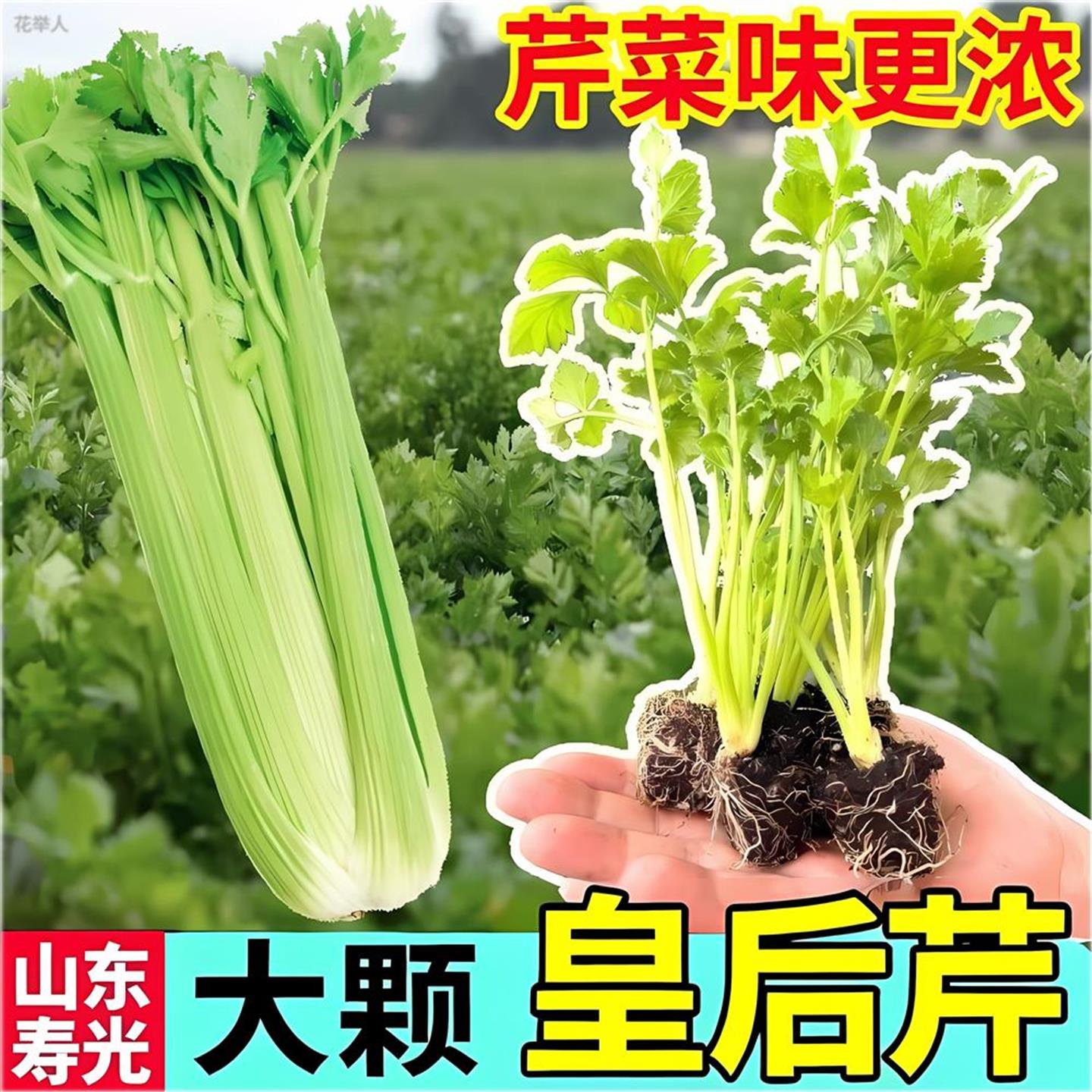 皇后芹菜苗西香种籽四季春
