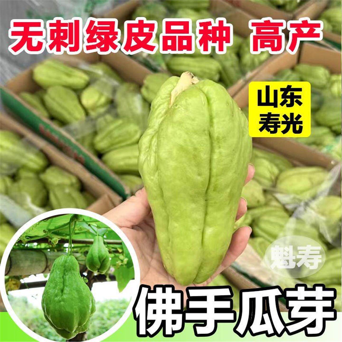 佛手瓜新鲜冬天菜苗秧四季