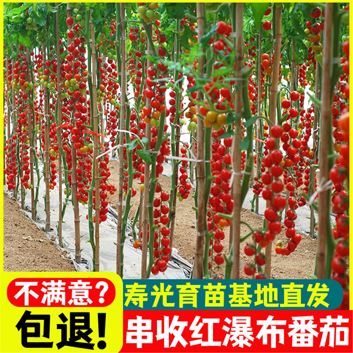 红瀑布小番茄苗千禧圣女果