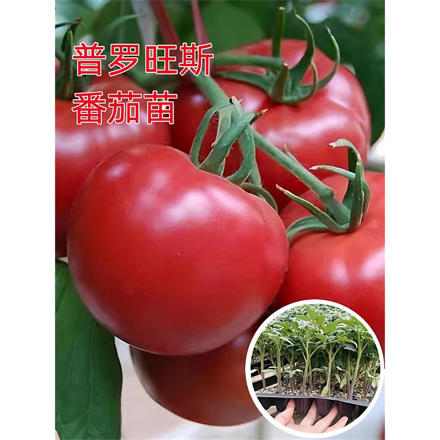普罗旺斯番茄苗秧口感沙瓤