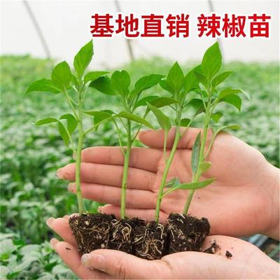 辣椒苗秧蔬菜幼阳台盆栽四