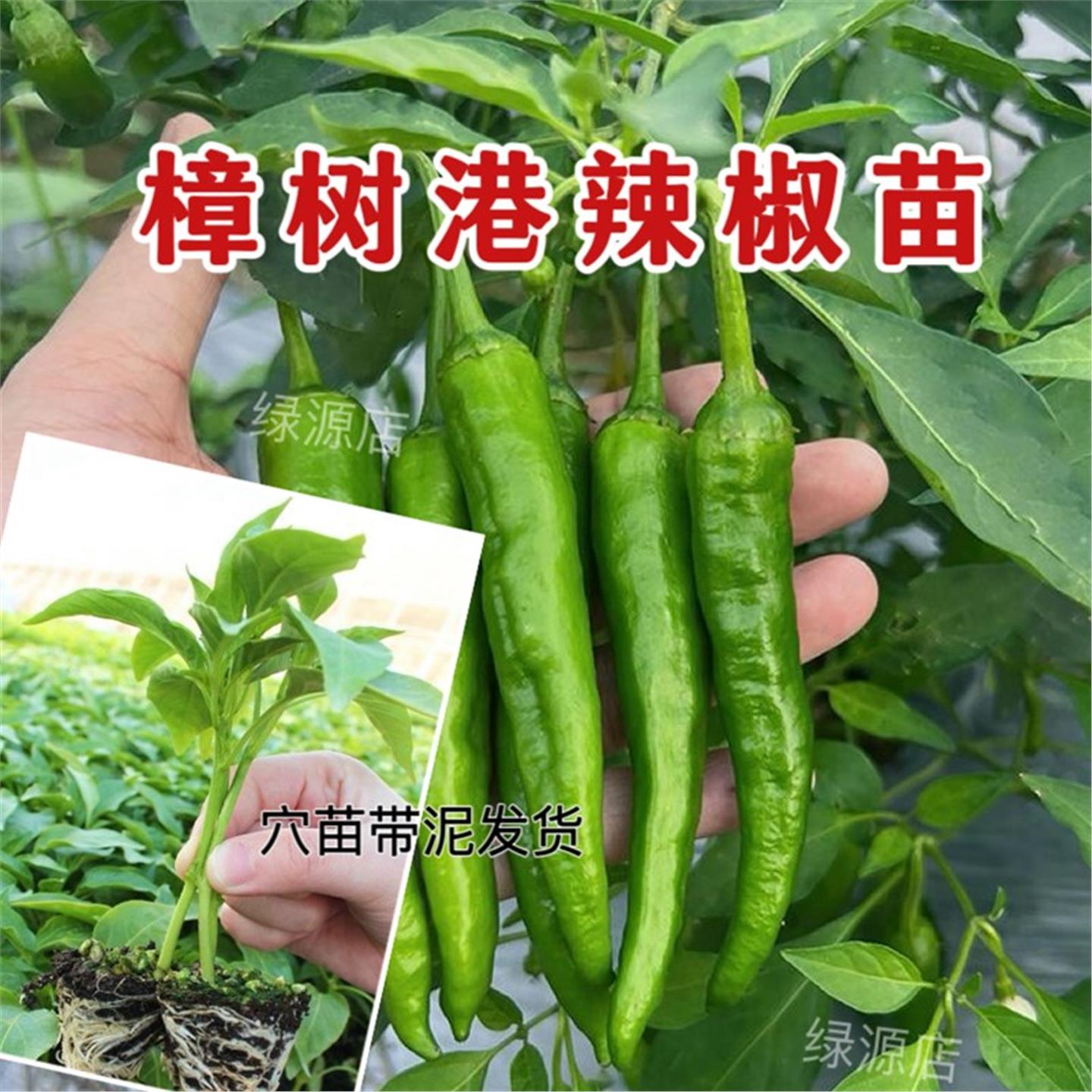 广东发货正宗樟树港辣椒苗