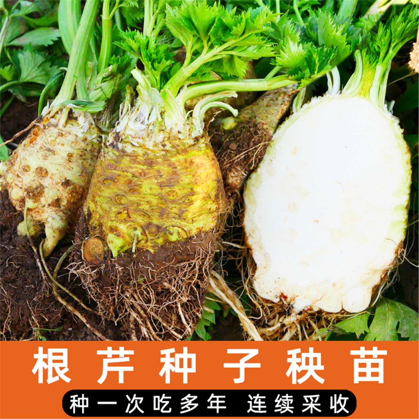 地中海根芹头苗四季种球秧