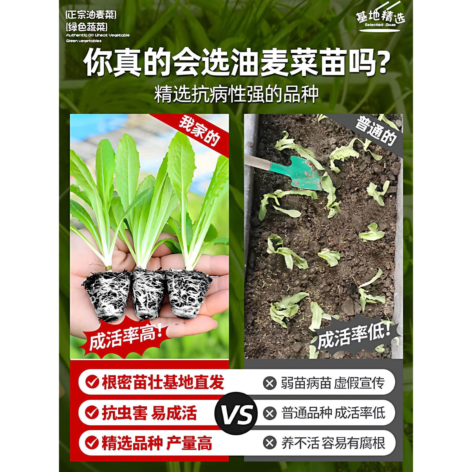 油麦菜苗秧苗麦香味油麦菜广东小叶圆叶香甜生菜苗水培秋冬蔬菜苗