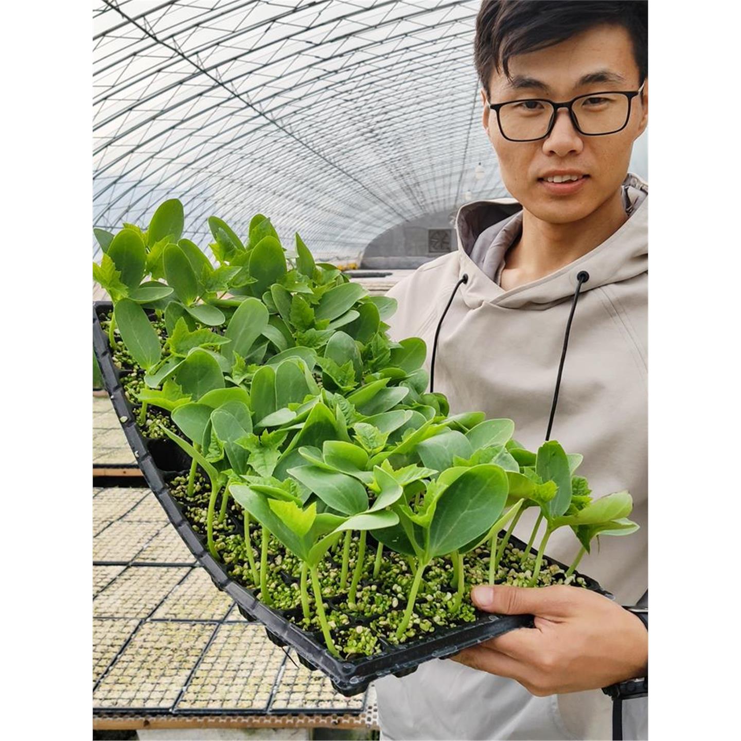 蔬菜苗四季阳台家庭种植番