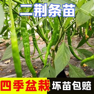 帝王336线椒苗子种苗孑苗超长辣椒苗种高产樟树港种四季秧二荆条