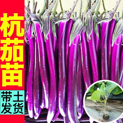 皮薄香糯杭茄一号苗秧紫长