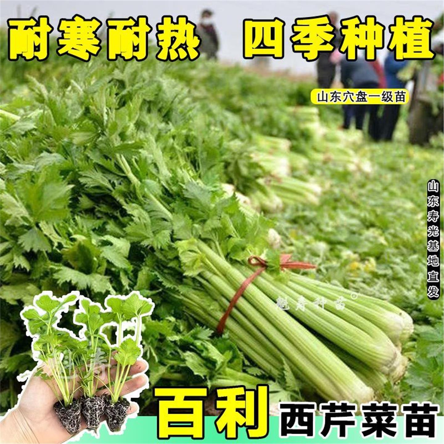 百利西芹菜苗根新鲜现挖秧