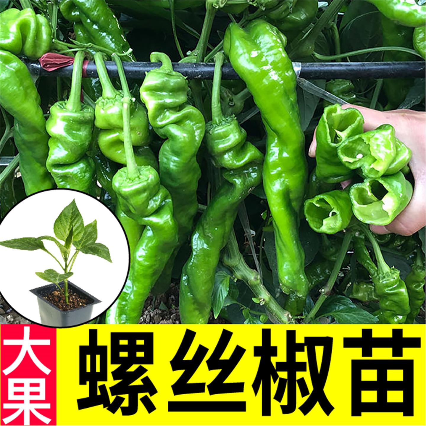寿光香辣大果螺丝椒苗秧种