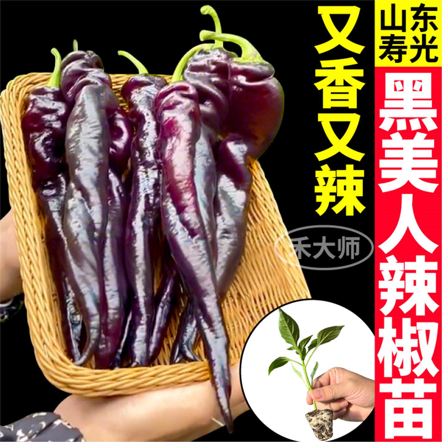 寿光黑美人辣椒苗秧高产紫妃黑辣椒紫螺丝椒种子四季阳台盆栽带土