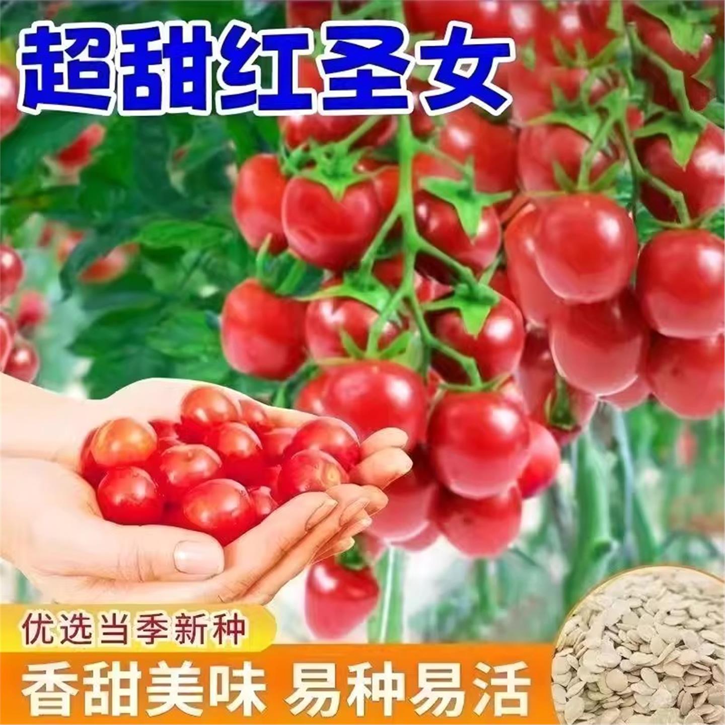 红圣女果种子樱桃小番茄高