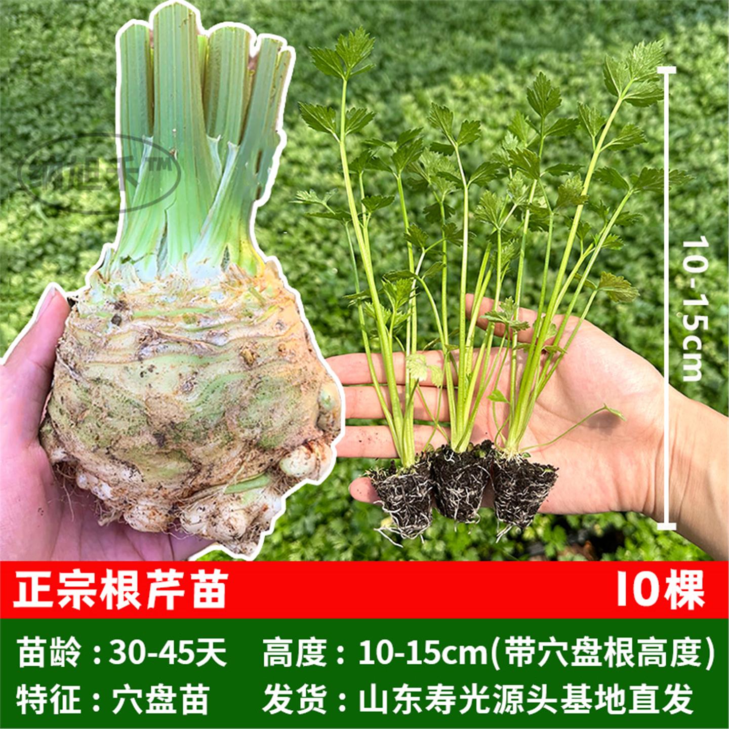 山东寿光正宗根芹苗秧蔬菜