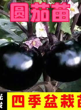 圆茄苗子茄子苗孑高产黑紫色菜特大圆蔬菜种子茄种苗秧苗大全茄苗