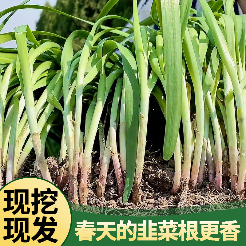 【美农专用】山东寿光独根