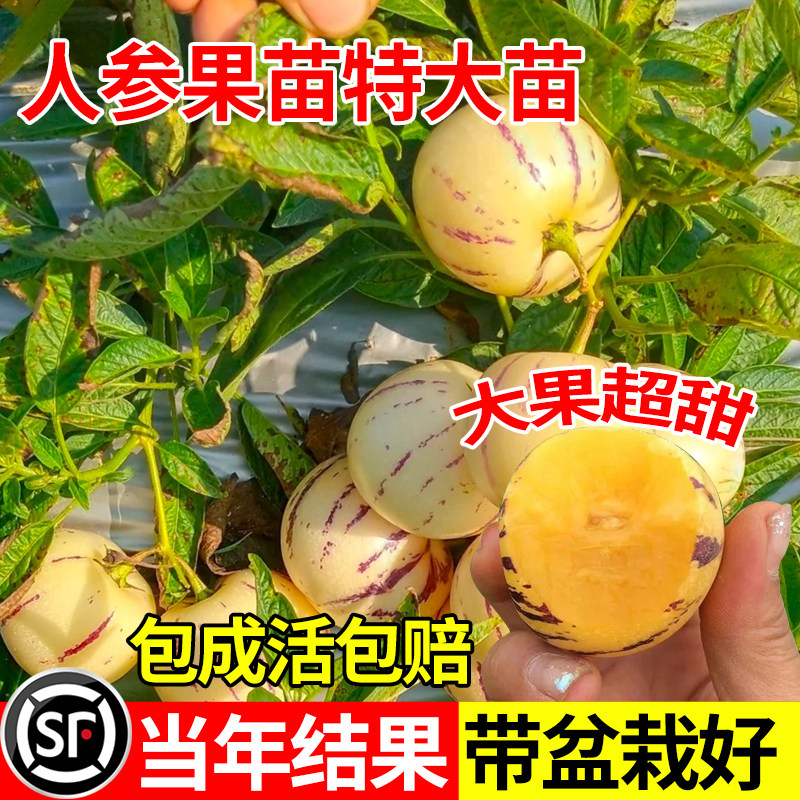 正宗人参果苗盆栽果树云南带果人生果苗南方水果秧苗当年结果大苗
