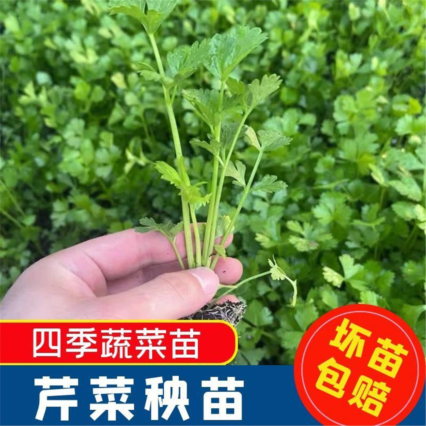 皇后西芹苗子菜秧四季种植