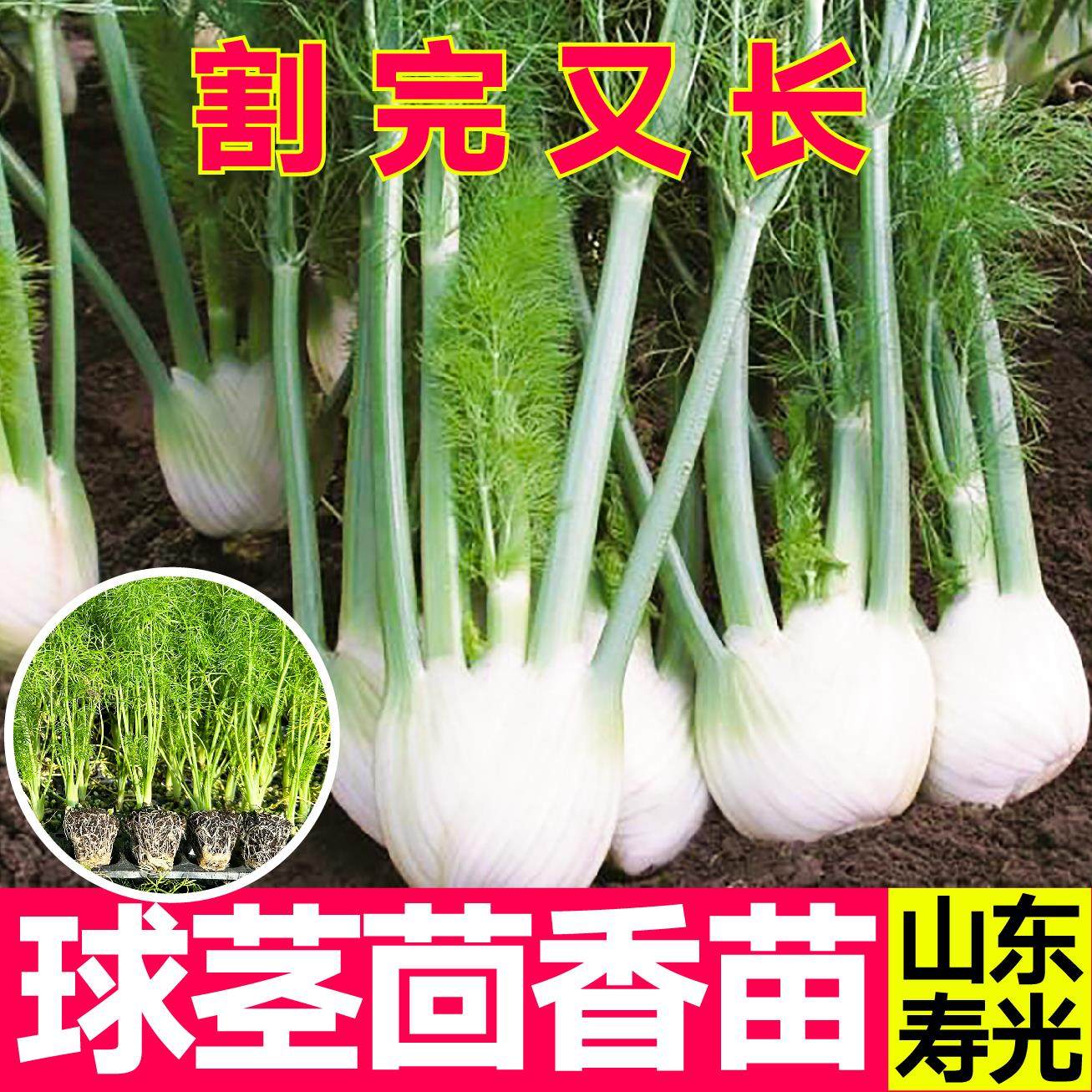 正宗球茎茴香秧苗带土结割