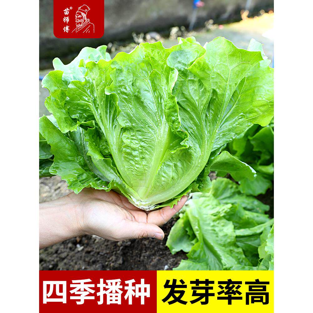 意大利四季罗马生菜种子籽