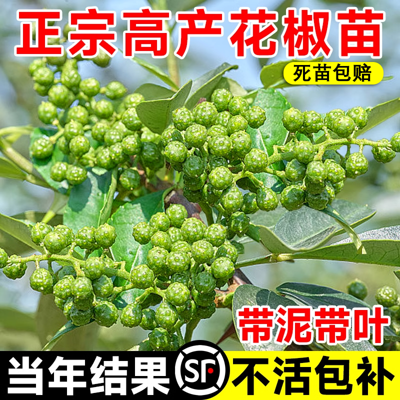正宗四川汉源藤椒树苗青花