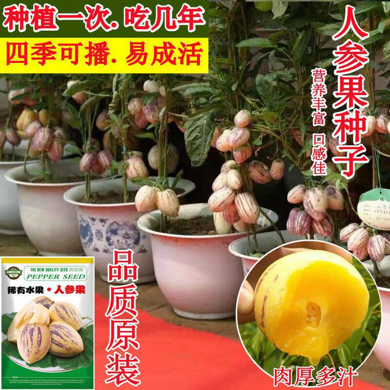 人参果种子四季阳台庭院盆