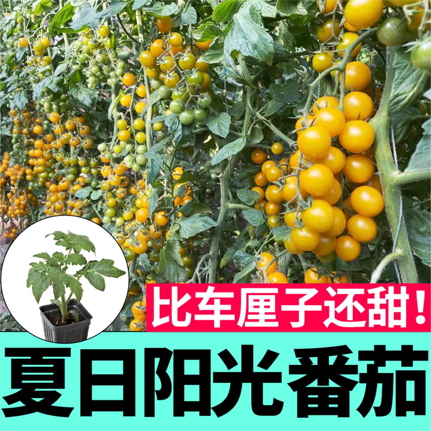 超甜皮薄夏日阳光小黄樱桃