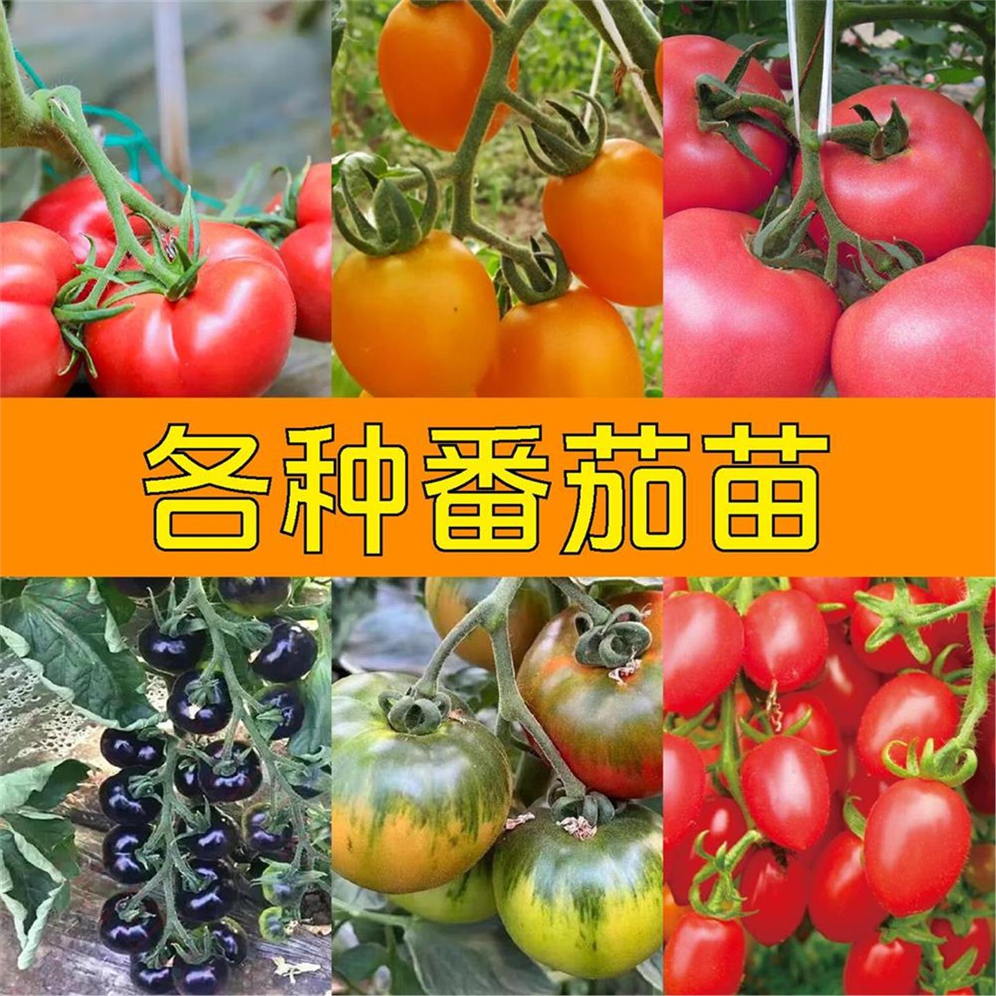 四季小番茄种子苗千禧圣女
