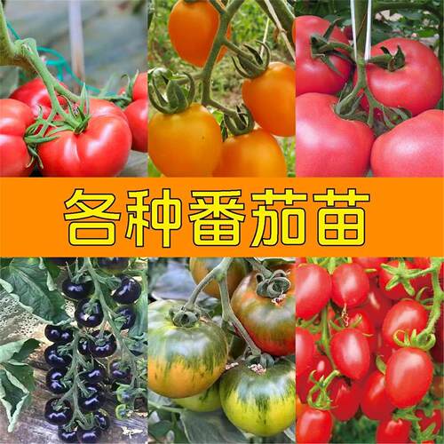 四季小番茄种子苗千禧圣女