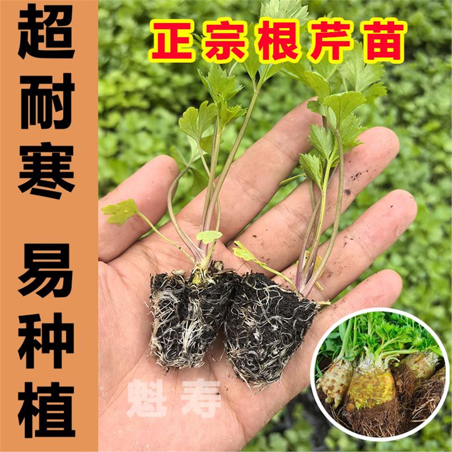 寿光根芹秧苗带土球四季阳