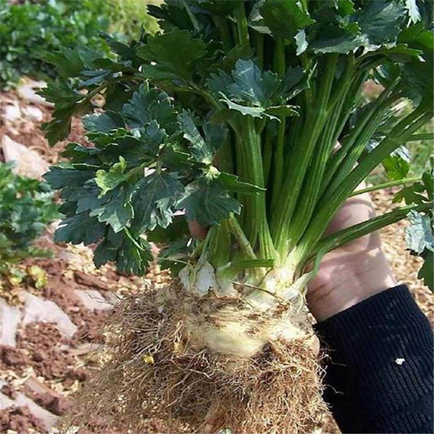 寿光根芹苗秧带土球茎食用