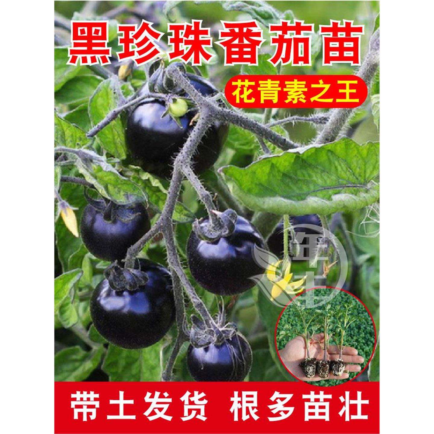 黑珍珠番茄苗种苗爆甜纯黑黑钻小西红柿苗黑圣女果苗阳台矮生盆栽